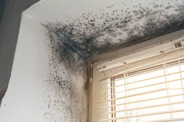 Affordable Attic Mold Removal solutions in Mantoloking, NJ