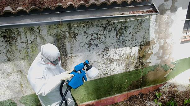 Top rated local Attic Mold Removal specialists in Mantoloking, NJ
